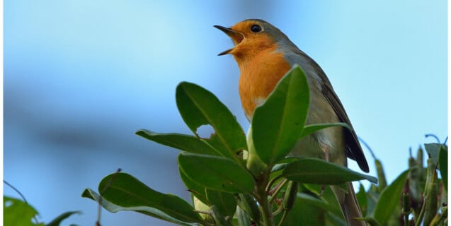 European Songbird