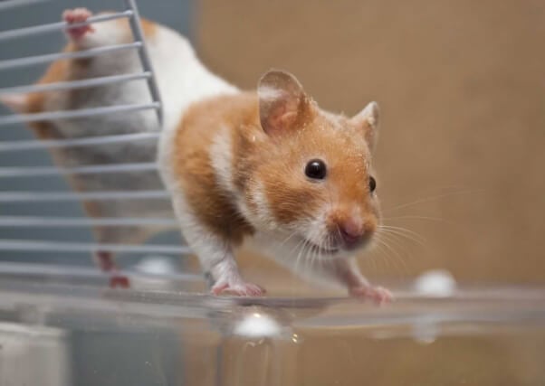 Hamster in a lab rodent