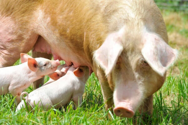 Happy-Mom-Pig-and-Babies