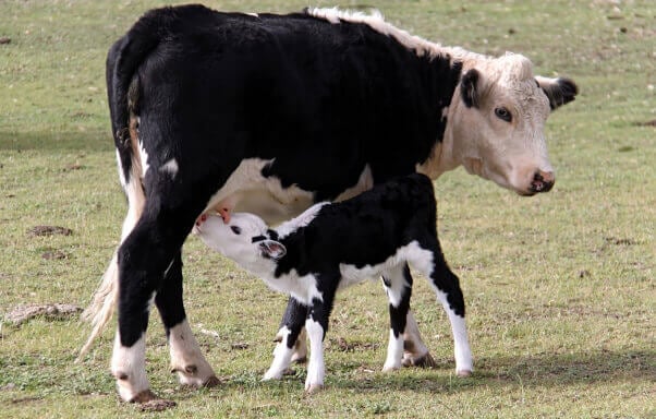 mother and baby cow in field of short grass
