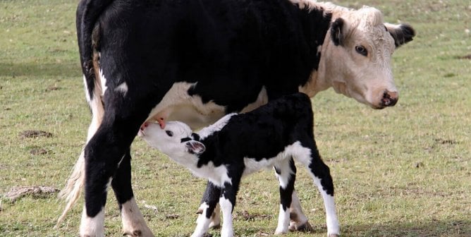 12 Reasons to Stop Drinking Cow’s Milk