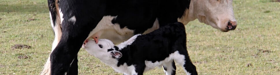 mother and baby cow in field of short grass