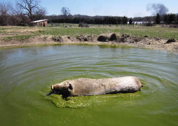 Rescued Pig sunbathes in Pond