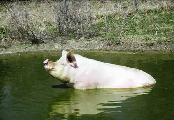 Rescued Pig in Pond
