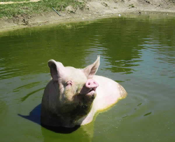 Rescued Pig Swimming in Pond