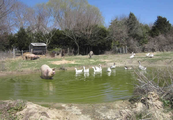 Rescued Pig and Geese in Pond