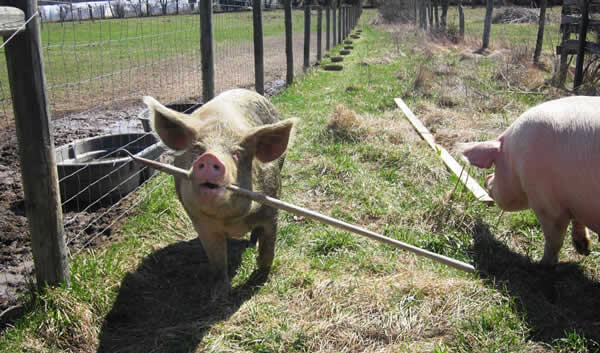 Rescued Pig Carrying Hoe