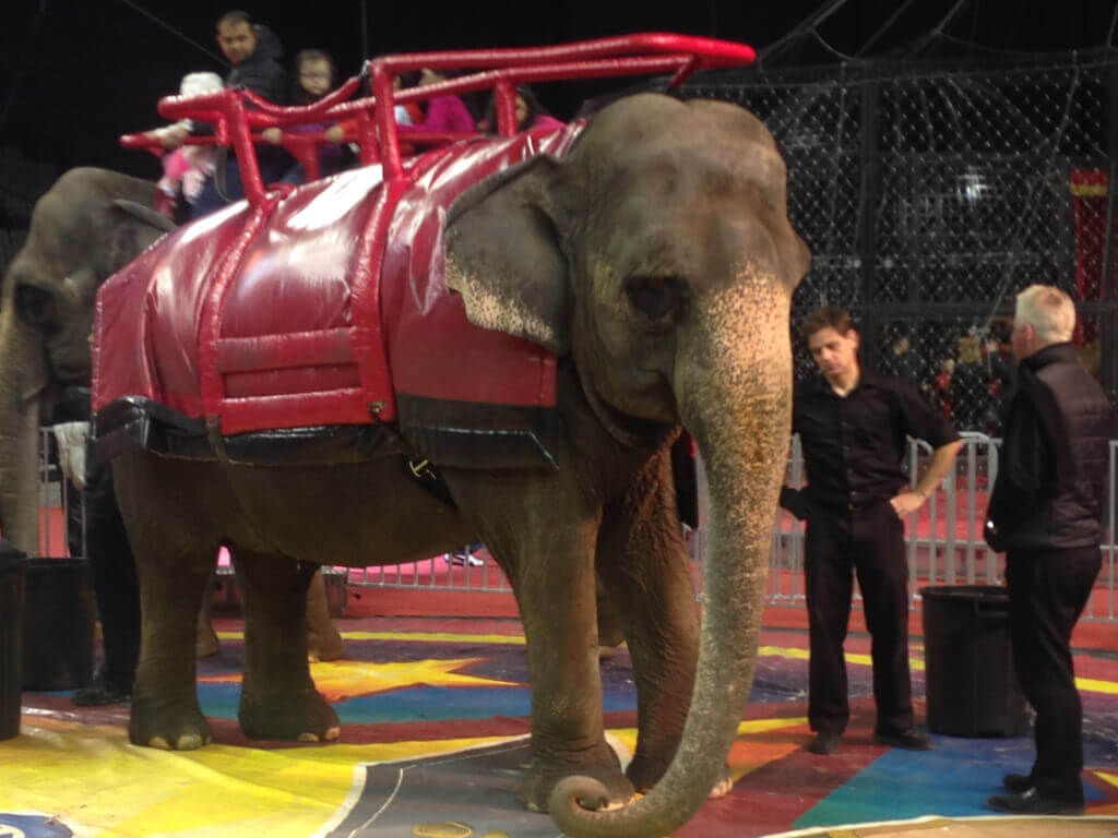 George Carden International Circus elephants