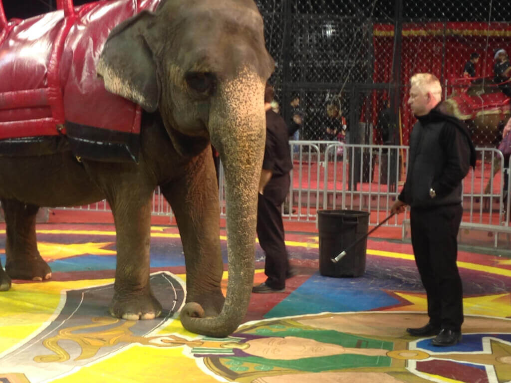 Animals at the Worst Circuses in the Country Need Your Help | PETA