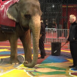 East River Animal Defenders to Descend on El Riad Shrine Circus