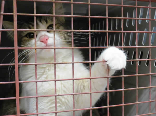 Cat in Carrier at PETA Spay/Neuter Event