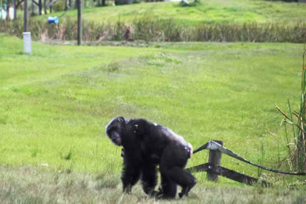 Rescued Chimpanzee Iris Explores Her New Home