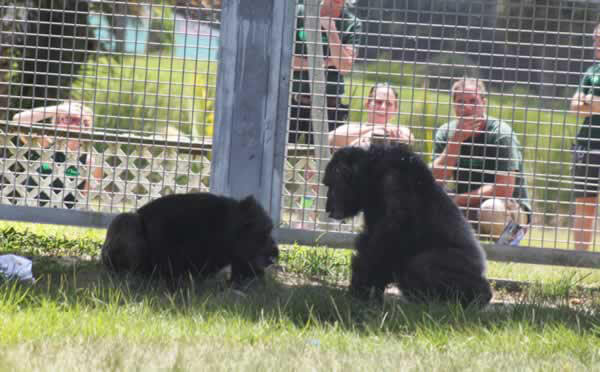 Rescued Chimpanzee Iris Meets Her New Friend Pam