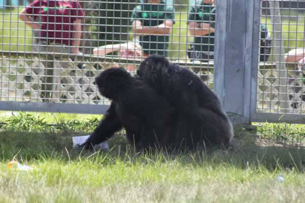 Rescued Chimpanzee Iris Hugs Her New Friend Pam