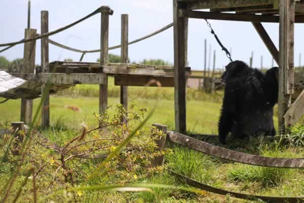 Rescued Chimpanzee Iris Explores Her New Island Home