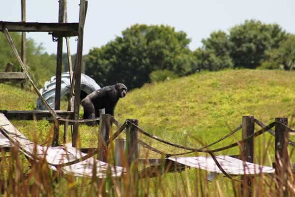 Rescued Chimpanzee Iris Explores Her New Island Home