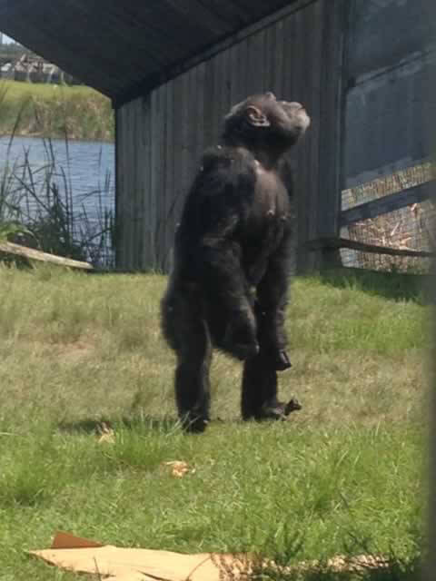 Rescued Chimpanzee Iris Explores Her New Home