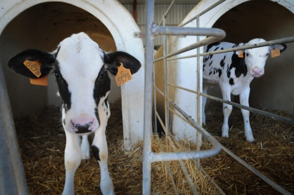 tagged cow at animal research center