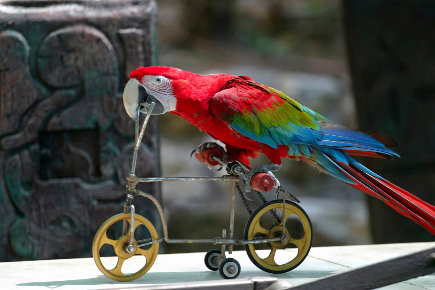 San Francisco Slams the Gate on Animal Acts PETA