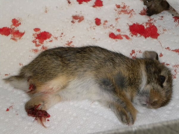 Rabbit Maimed by Cat