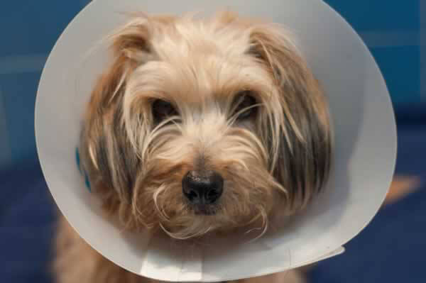 Russell, a Terrier Mix Who