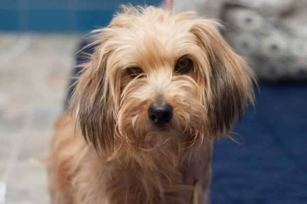 Russell, a Terrier Mix Who
