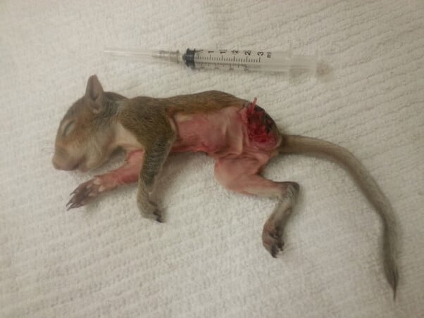 Squirrel Euthanized After Cat Injuries