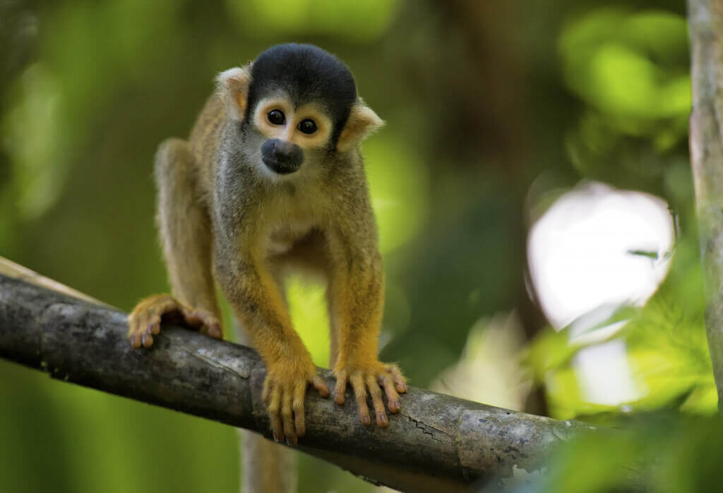 Squirrel Monkey baby monkey