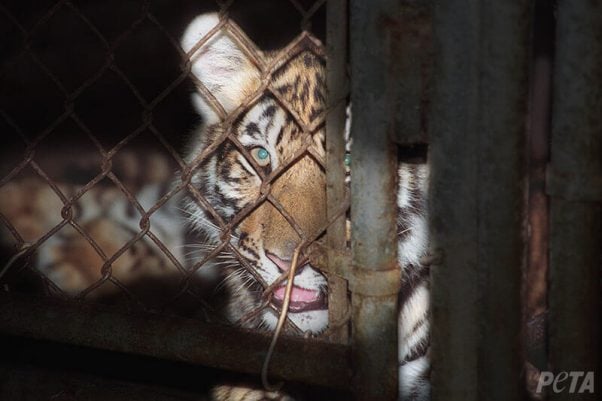 big cats in circus shows suffer - here's how