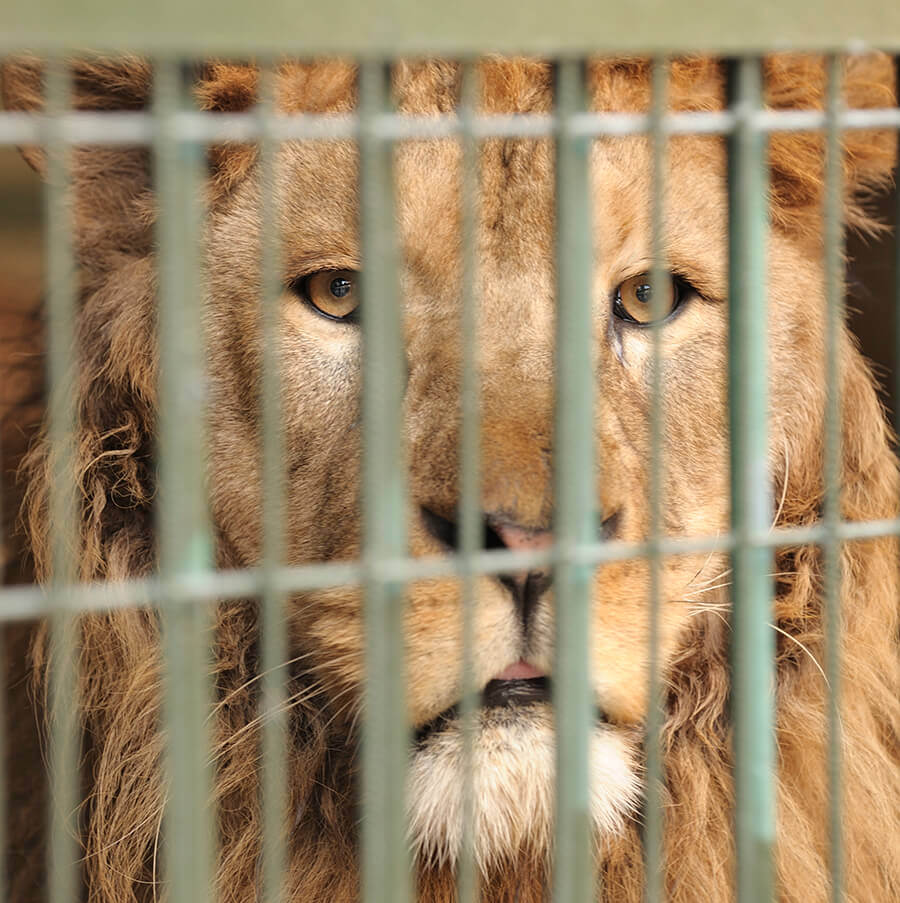 caged-lion-iStock