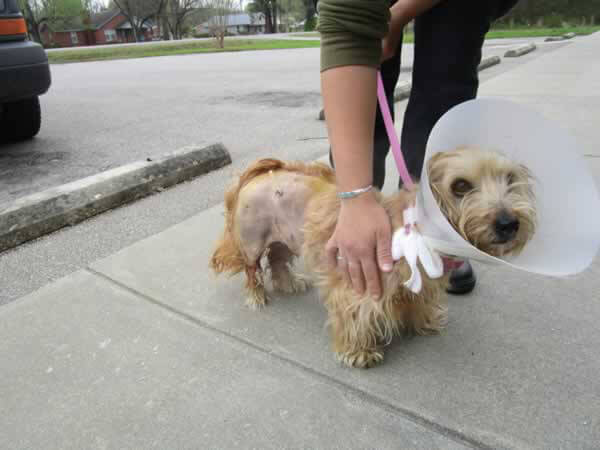 Russell, a Terrier Mix Who