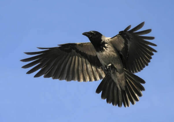 Crow Flying