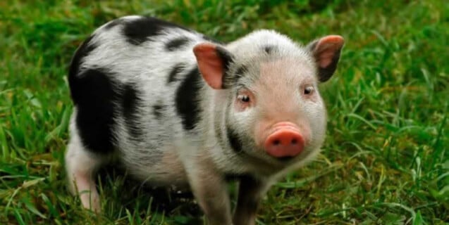 Cute Piglet