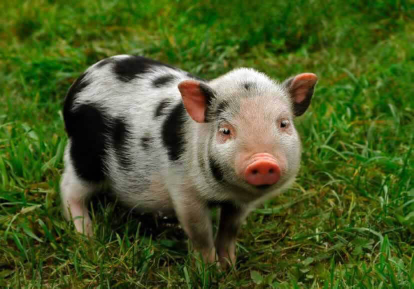 Disturbing Pig Farm Murders Prompt PETA to Place Go Vegan Billboard