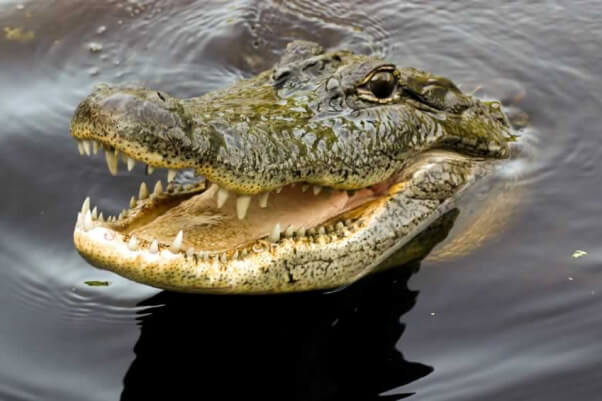 Crocodile Smile