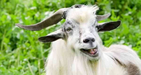 Happy Goat