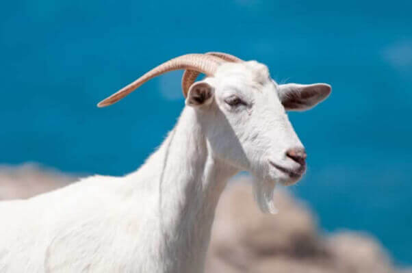 White Goat