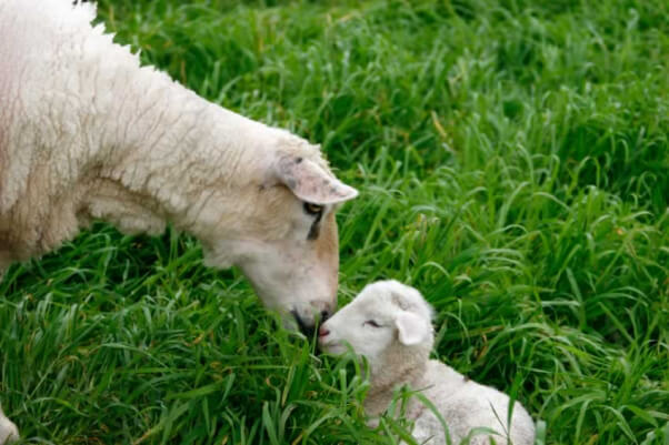 Sheep Nuzzles Lamb