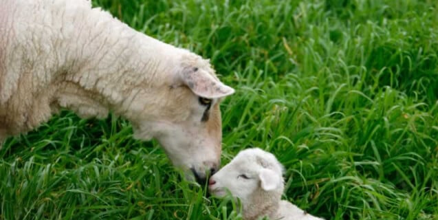 Sheep Nuzzles Lamb