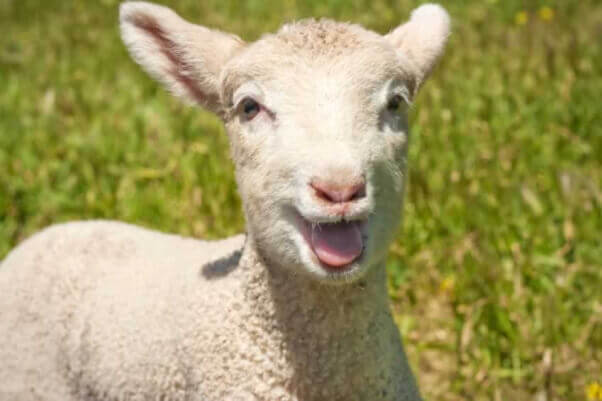 Happy Lamb