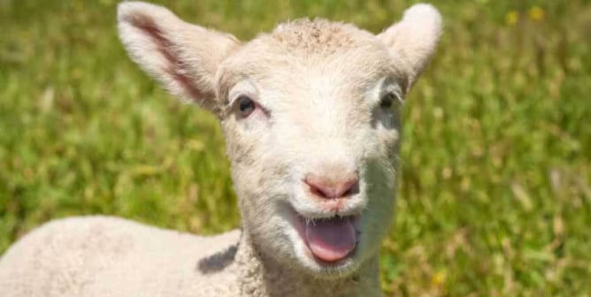 Best Vegan ‘Aha’ Moments