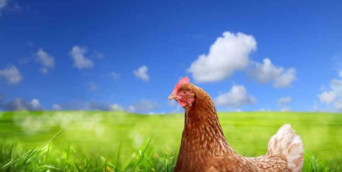 In One Bloody Bite, Woman’s Perception of KFC Comes Crashing Down