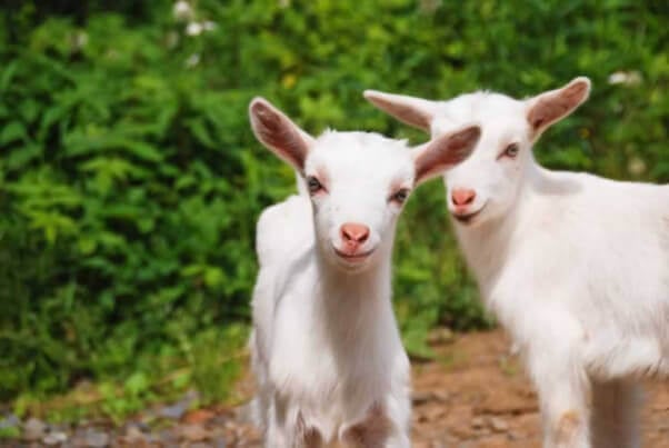 Baby Goats