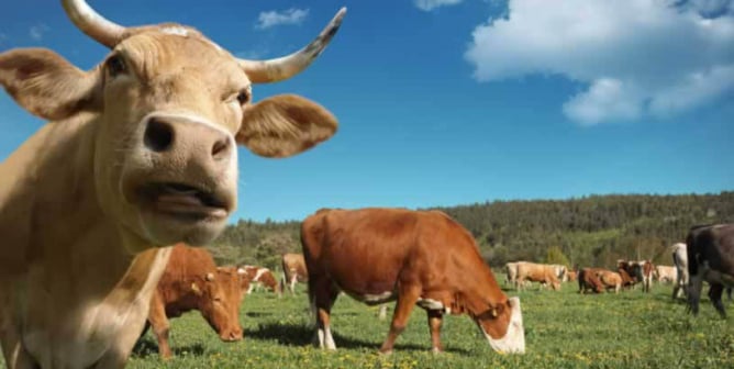 Cows in field