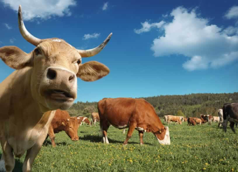 Food Industry Giants Make a Good Call for Cows | PETA