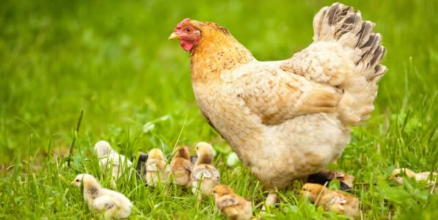 Hen with Chicks