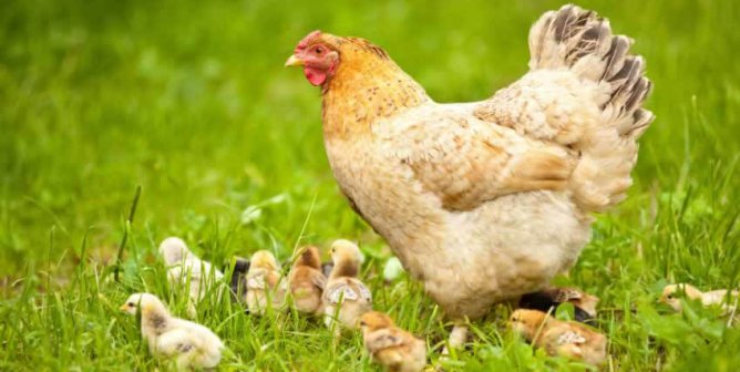 Hen with Chicks