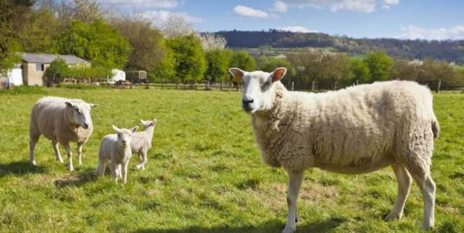 [WATCH] Vegan Wool Is the Fashion Industry’s Next Big Thing, and That’s Good News for Sheep