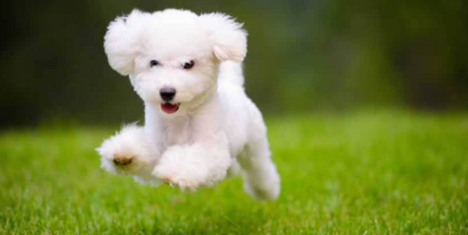 Cute, happy white puppy running on grass