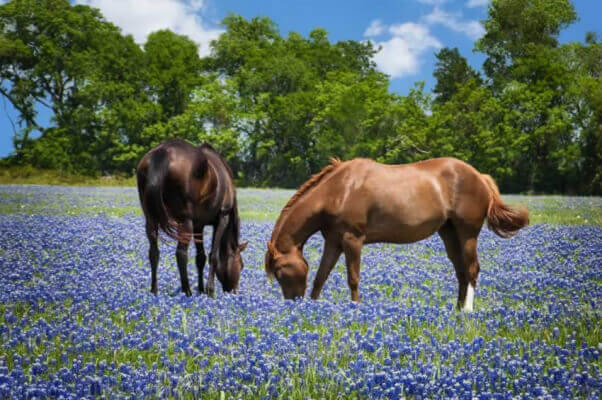 Horses Grazing